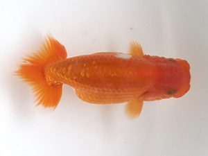 喜樂らんちう会　8席　吉川宗男　川島町