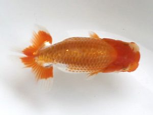 喜樂らんちう会 9席　大久保義影　千葉