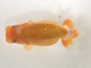 研究会　東大関　松田　勝　仙台市