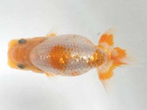 研究会　西大関　松田　勝　仙台市