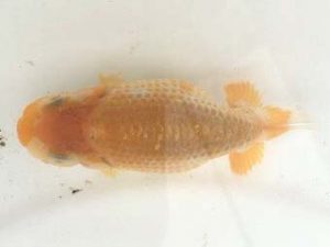 研究会　立行司　黒はばき浩之　相馬郡　