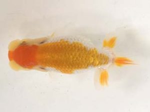 研究会　取締一　横山健志　最上郡