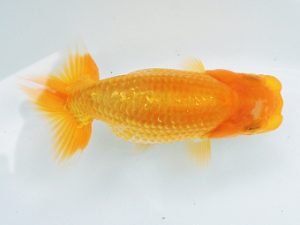 尾張優魚会　維持会員研究会　西大関　鈴木友来　海津