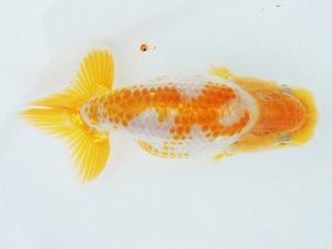 尾張優魚会　維持会員研究会　立行司　林　達夫　一宮