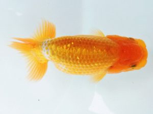 尾張優魚会　維持会員研究会　東取締　高津晴彦　可児