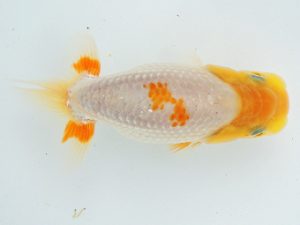 尾張優魚会　維持会員研究会　西取締　渡辺　敦　犬山