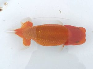 楽友らんちう会　第二回研究会　第一位　稲村俊明