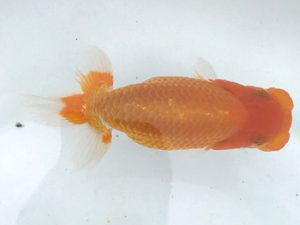 楽友らんちう会　第二回研究会　第二位　大久保義彰