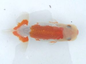 楽友らんちう会　第二回研究会　第四位　山岡　仁