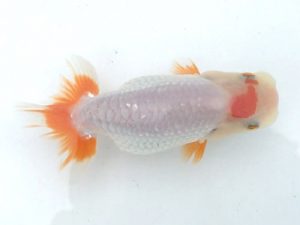 楽友らんちう会　第二回研究会　第五位　七尾好之