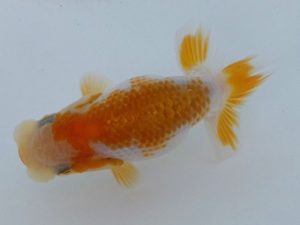 両毛愛魚会　研究会　一位　中村正志