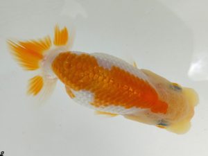 両毛愛魚会　研究会　二位　中村正志