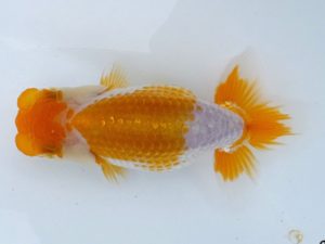 両毛愛魚会　研究会　三位　土屋文雄