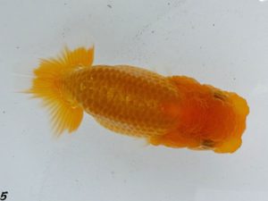 両毛愛魚会　研究会　五位　石田　正