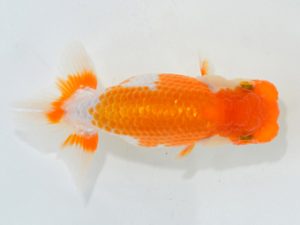 埼玉らんちう会　第一回研究会　東大関　今井茂男