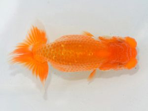 埼玉らんちう会 第一回研究会 勧進元一　亀形　弘