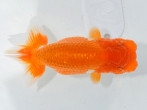 埼玉らんちう会　第一回研究会　立行司　水澤文彦