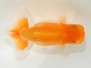 埼玉らんちう会　第一回研究会　取締二　山中静郎