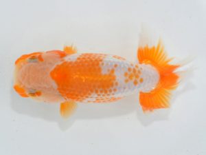 埼玉らんちう会 第一回研究会 東関脇　岩本吉泰