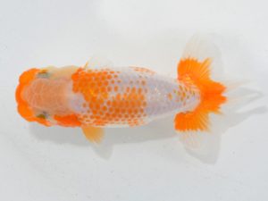 埼玉らんちう会 第一回研究会 西関脇　岩本吉泰