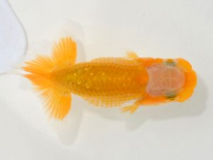 埼玉らんちう会 第一回研究会 東小結　本山隆史