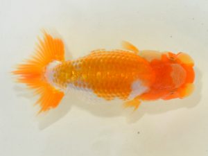 埼玉らんちう会 第一回研究会 西小結　小沢　功