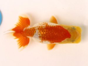 讃岐らんちゅう愛好会　研究会　東大関　小川清美　徳島