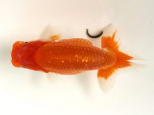 讃岐らんちゅう愛好会　研究会 勧進元一　村川孝義　香川