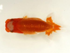 讃岐らんちゅう愛好会　研究会　西大関　村川孝義　香川