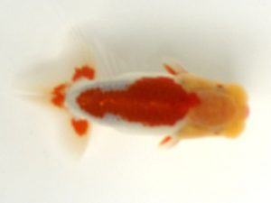 讃岐らんちゅう愛好会　研究会　立行司　安藤　寛　静岡