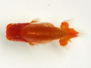 讃岐らんちゅう愛好会　研究会　東取締　田中　勉　香川