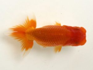 讃岐らんちゅう愛好会　研究会　西取締　井上　隆　徳島