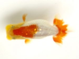 讃岐らんちゅう愛好会　研究会 東関脇　小川清美　徳島