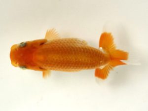 讃岐らんちゅう愛好会　研究会 西関脇　川村和己　高知