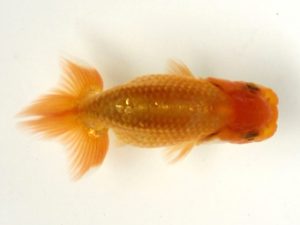 讃岐らんちゅう愛好会　研究会 東小結　高畠浩俊　香川