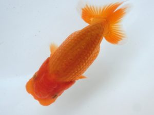 志摩紅鱗会　第二回研究会　西大関　山下隆生　伊勢市
