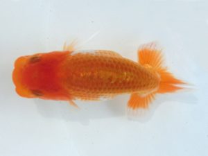 志摩紅鱗会　第二回研究会　立行司　小倉　覚　度会郡