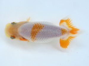 志摩紅鱗会　第二回研究会　取締二　村政嗣　伊勢市