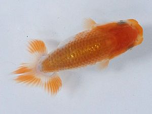 研究会　東大関　塚本睦美