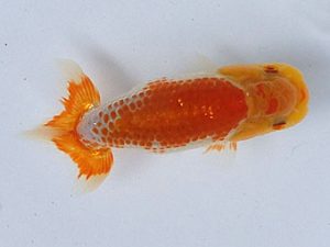 研究会　西大関　伊藤幹彦