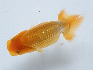 研究会　立行司　村上誠明