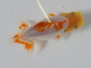 研究会　東取締　松本芳夫