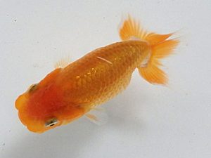 研究会　西取締　塚本睦美