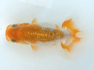 湘南らんちゅう会　研究会　2位　熊澤　誠