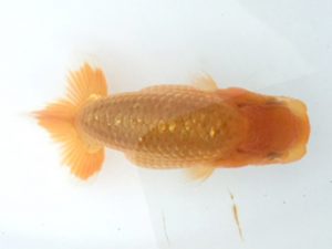 湘南らんちゅう会　研究会　4位　田代裕則