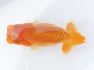 駿河らんちゅう会　研究会　立行司　山本光廣