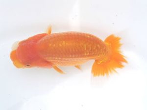 駿河らんちゅう会　研究会　東取締　安藤　寛