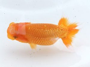 駿河らんちゅう会　研究会　東大関　吉村友良