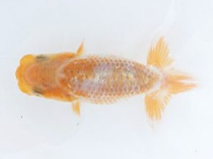 駿河らんちゅう会　研究会　西大関　御手洗逸夫