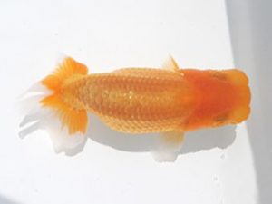 駿河らんちゅう会　研究会　立行司　小澤忠幸